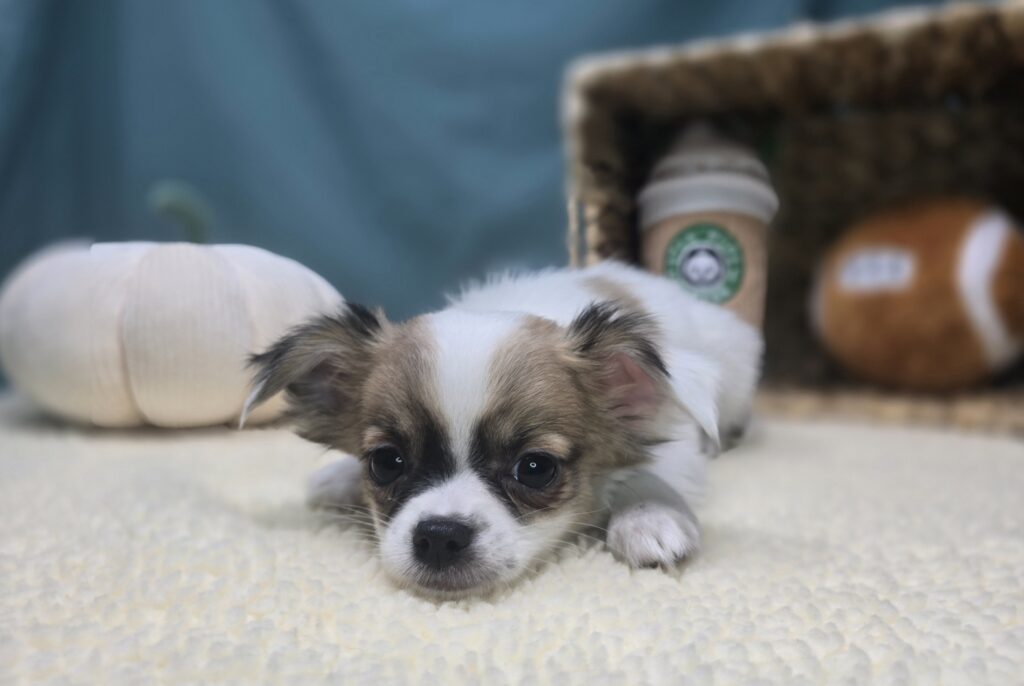 Skittles - Chihuahua - Image 3