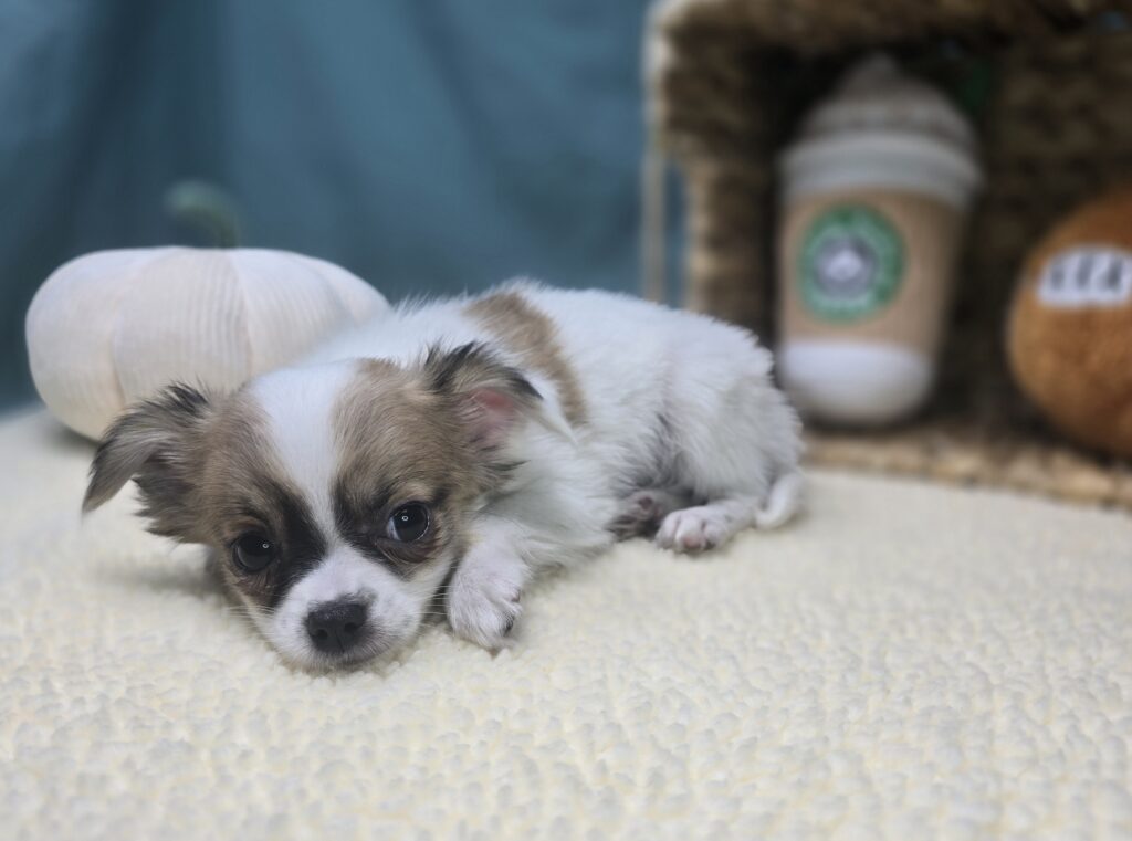 Skittles - Chihuahua - Image 4