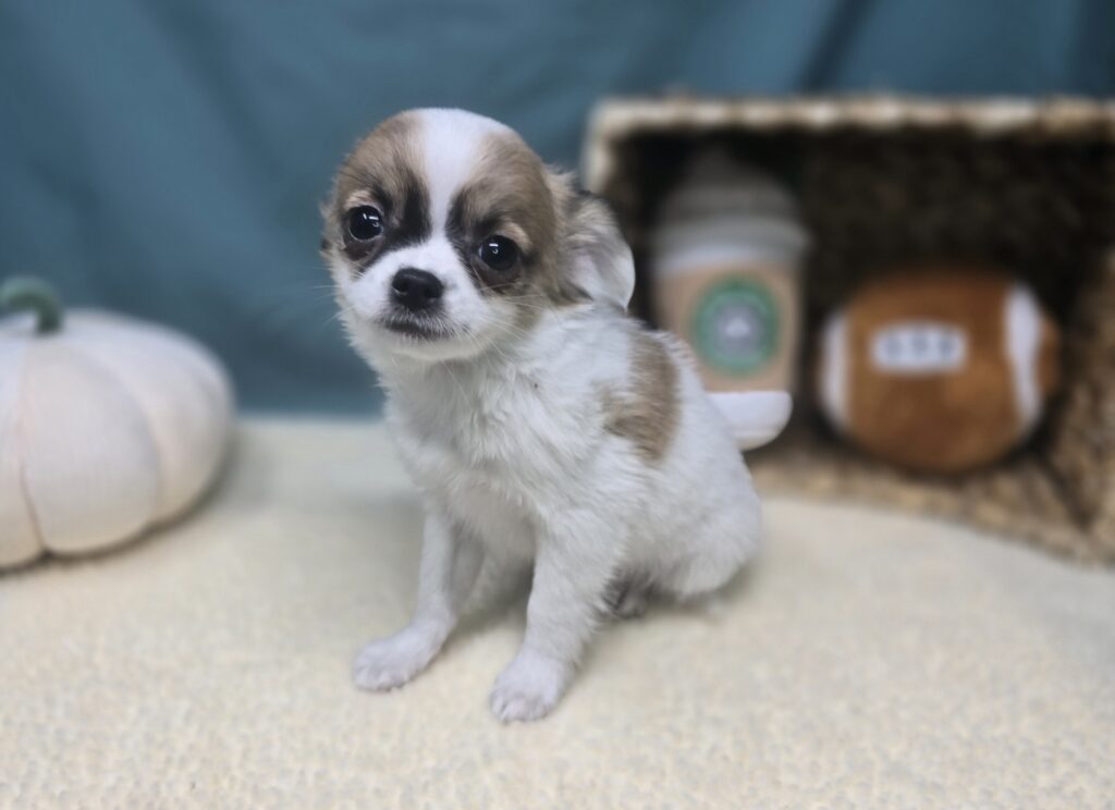 Skittles - Chihuahua - Image 5