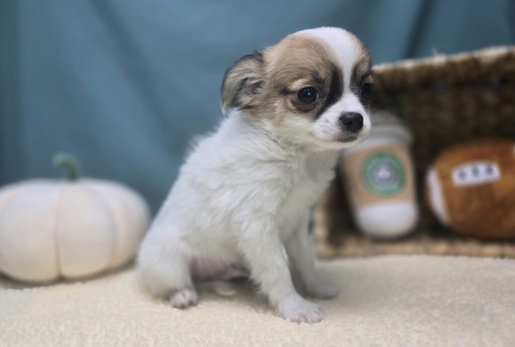 [#2522-02]  - White / Brown M Chihuahua Puppies For Sale