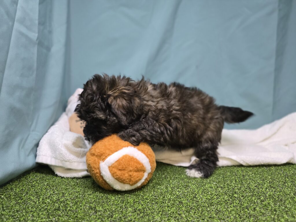 Thorn - Cavapoo F1B - Image 3
