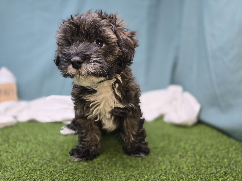 Thorn - Cavapoo F1B - Image 2