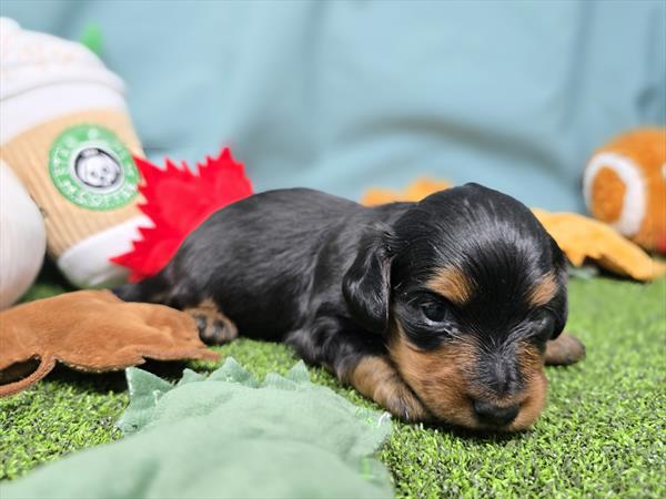 [#25945-01]  - Black / Tan F Dachshund Puppies For Sale