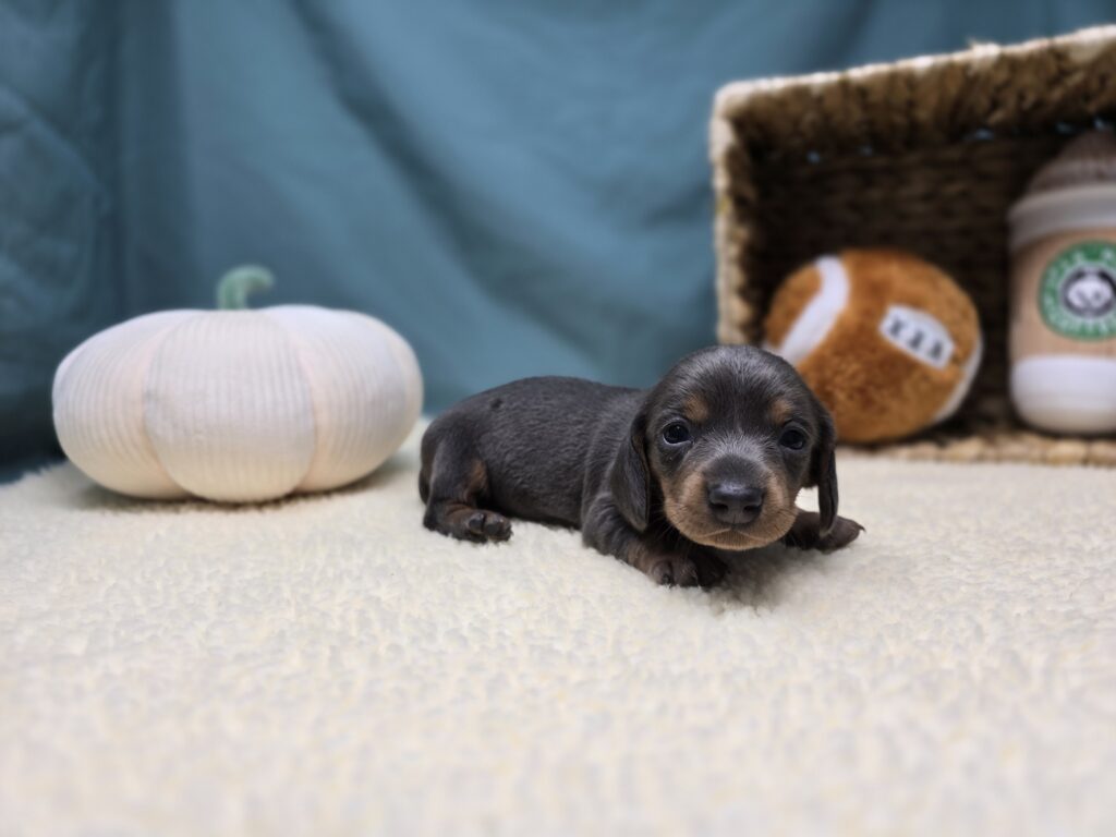 [#251016-02]  - Silver / Tan F Dachshund Puppies For Sale