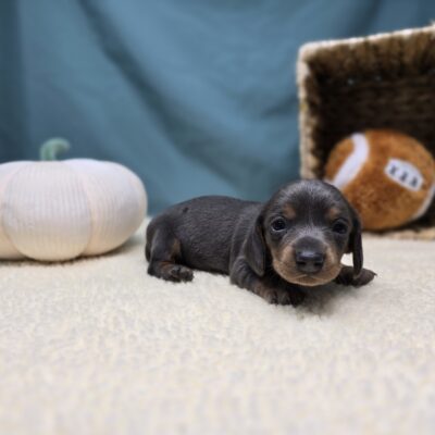 Dachshund - 1191 - Nova