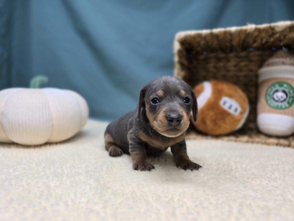 [#251016-03]  - Silver / Tan F Dachshund Puppies For Sale