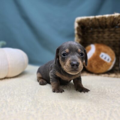 Dachshund - 1192 - Ivy