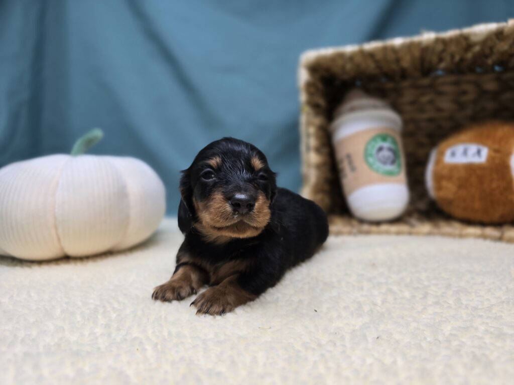 Rolo - Dachshund - Image 6