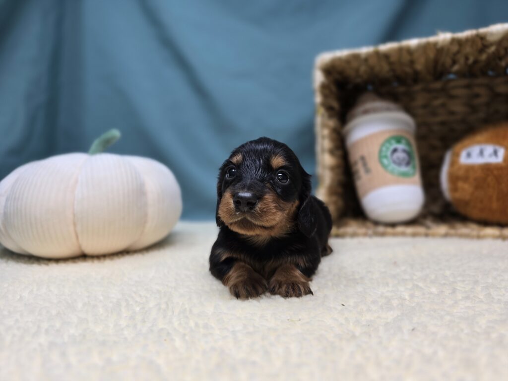 Rolo - Dachshund - Image 5