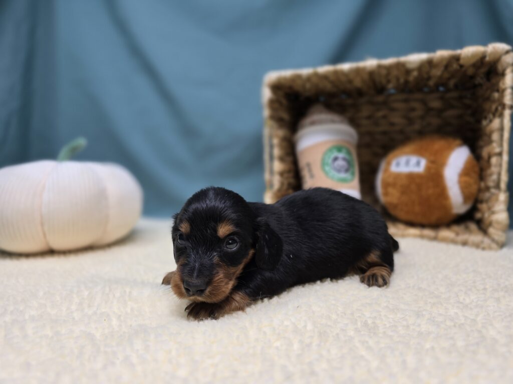 Rolo - Dachshund - Image 4