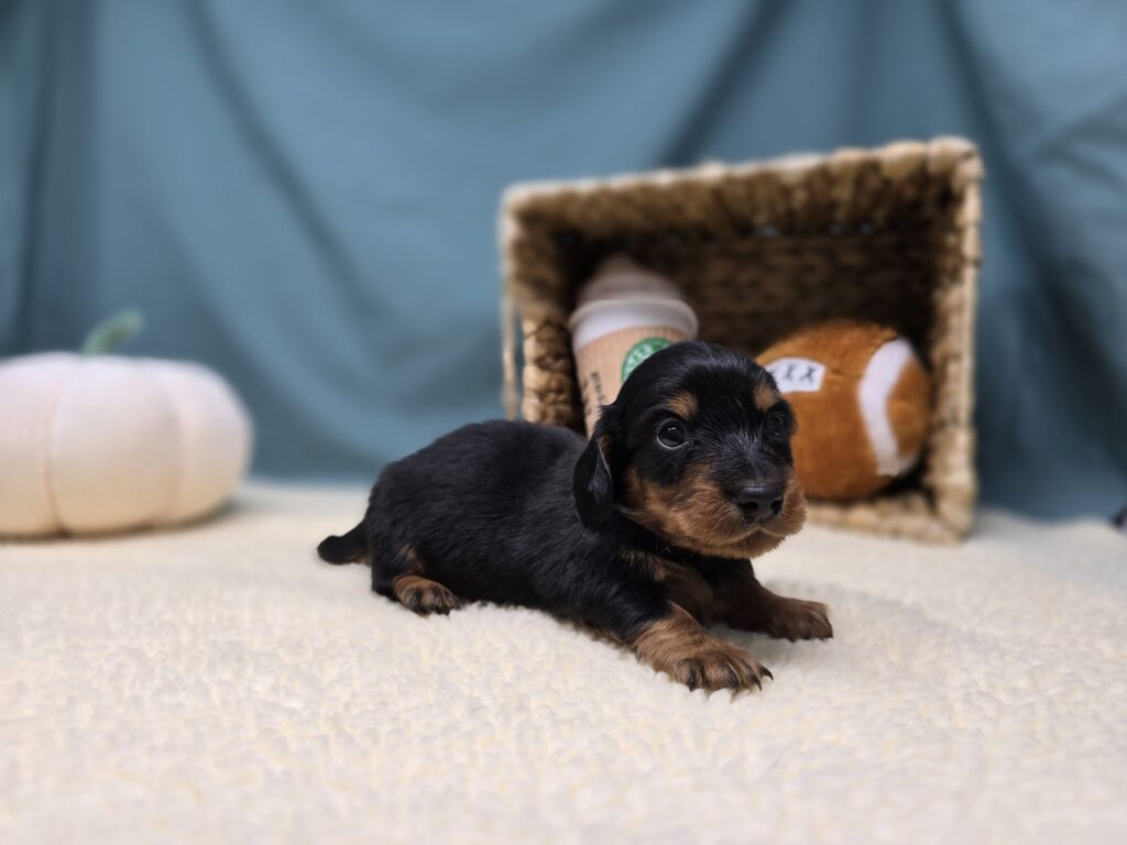 Rolo - Dachshund - Image 3