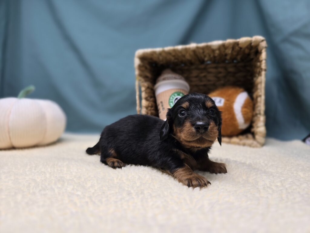 Rolo - Dachshund - Image 2