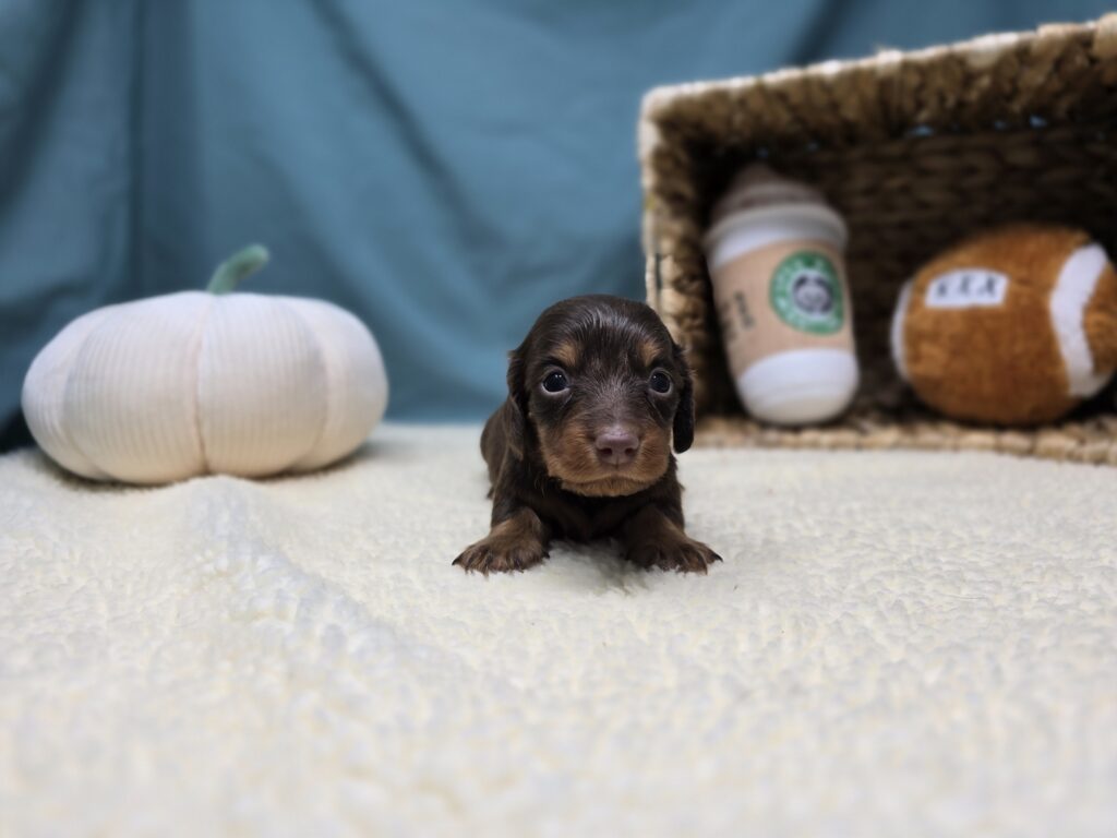 Henley - Dachshund - Image 2
