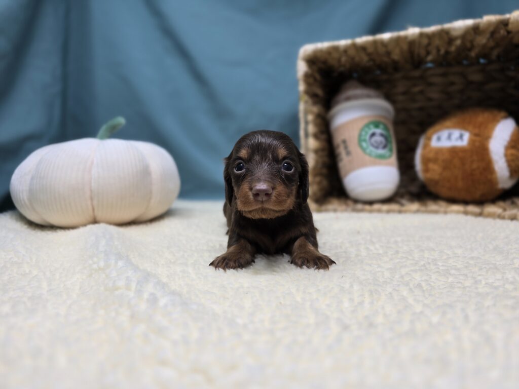 Henley - Dachshund - Image 7