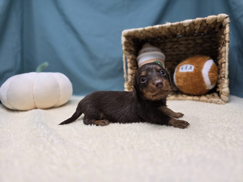 Henley - Dachshund - Image 5