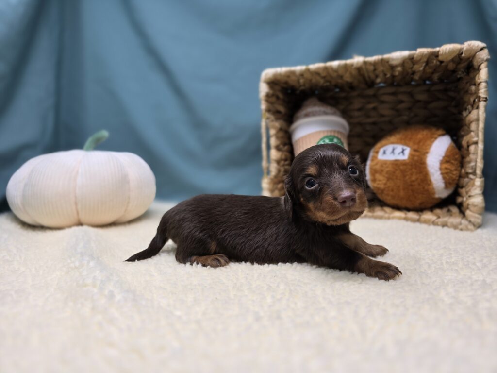 Henley - Dachshund - Image 6