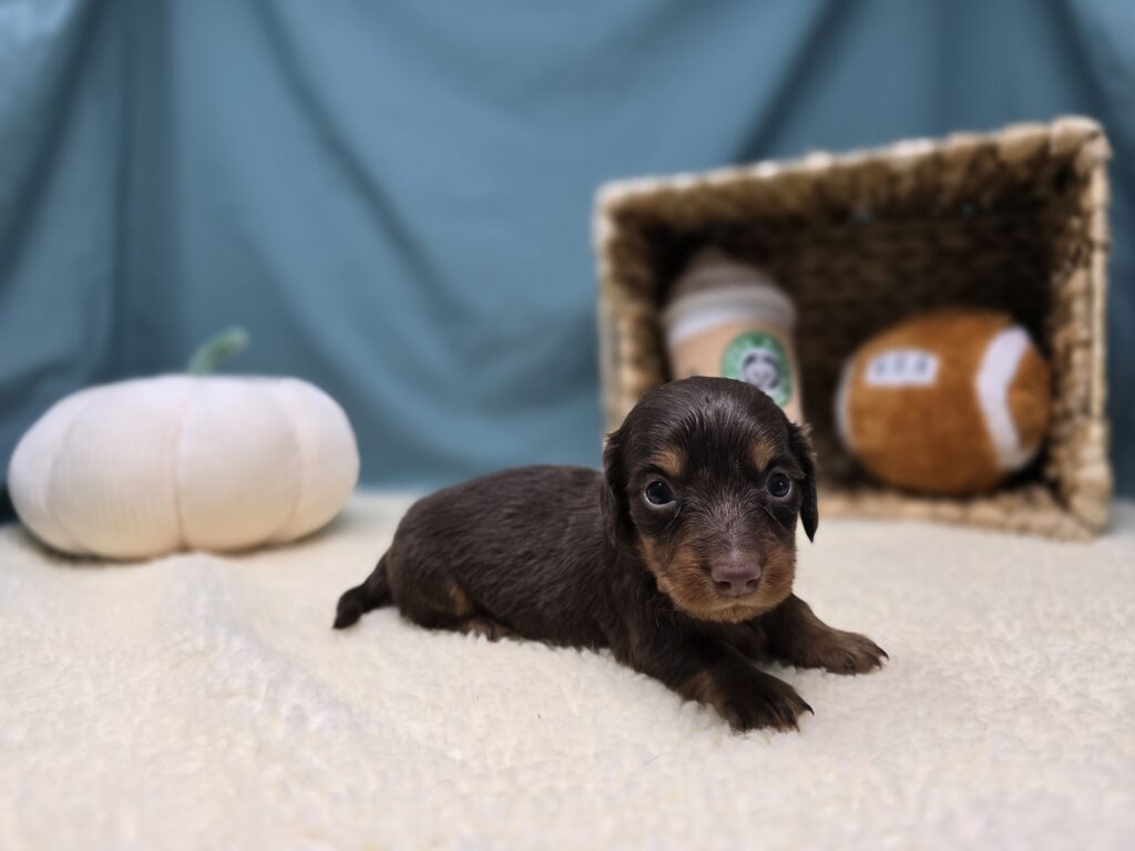Henley - Dachshund - Image 4
