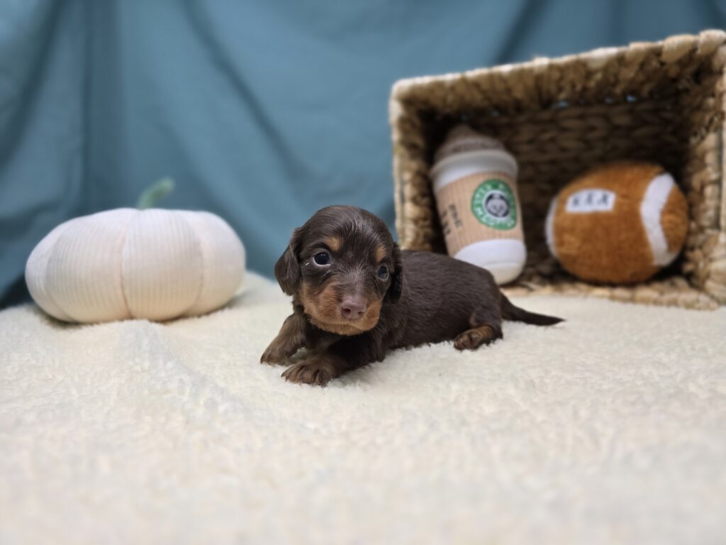 Henley - Dachshund - Image 3