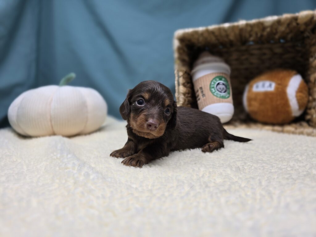 [#251017-02]  - Chocolate / Tan M Dachshund Puppies For Sale
