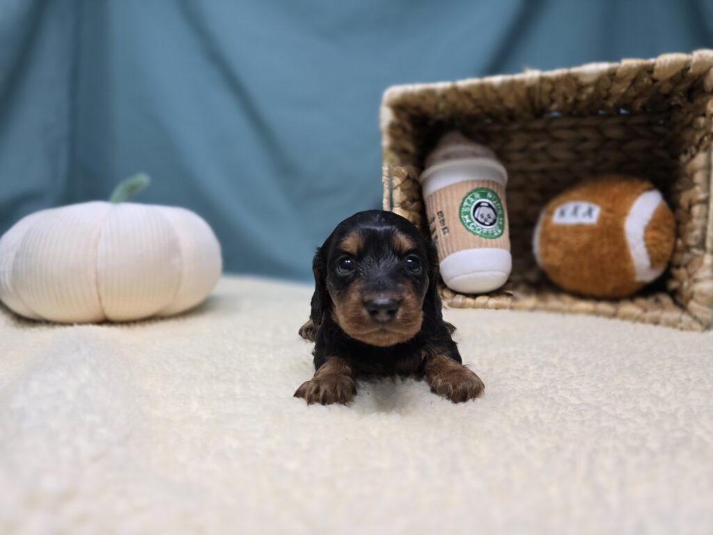 Margo - Dachshund - Image 2