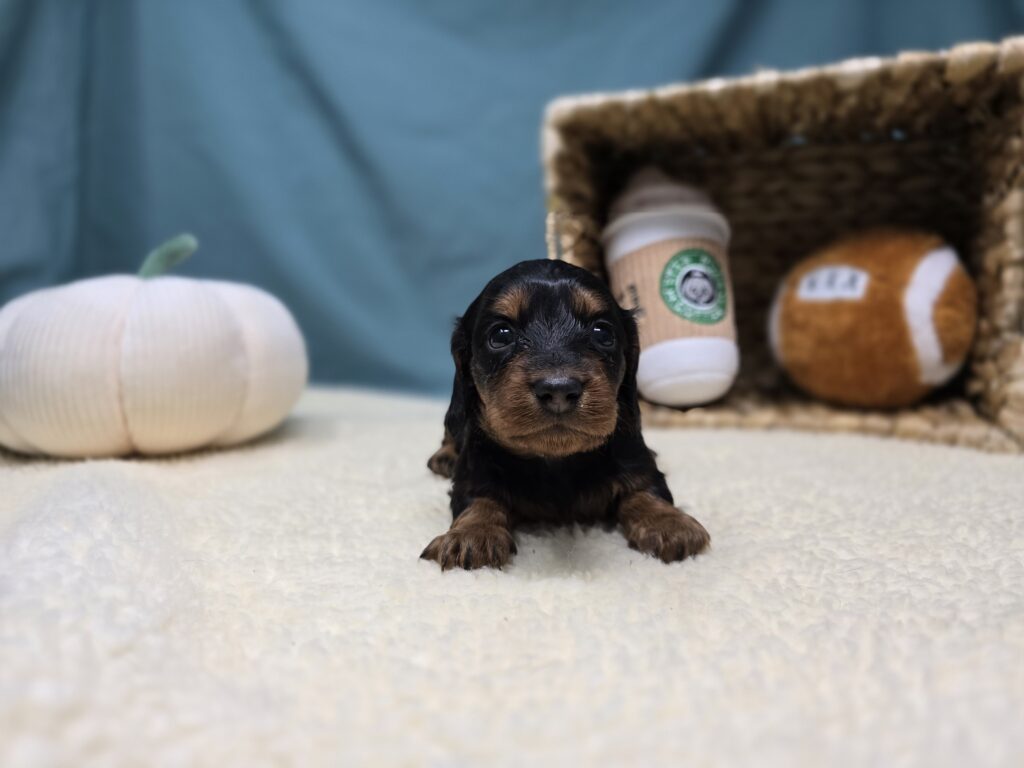 Margo - Dachshund - Image 3