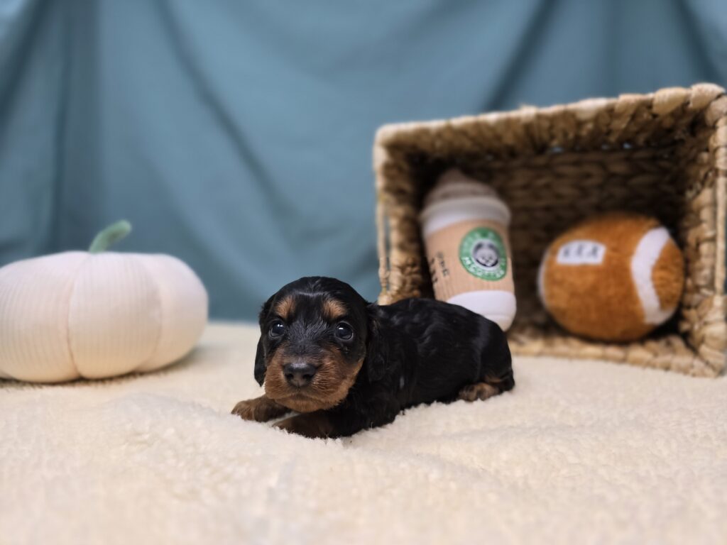 [#251017-03]  - Black / Tan F Dachshund Puppies For Sale