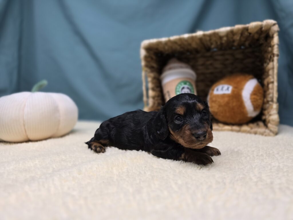 Margo - Dachshund - Image 4