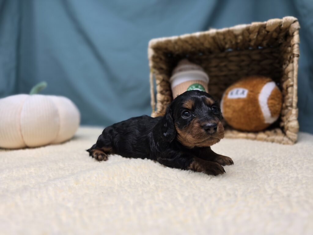 Margo - Dachshund - Image 5
