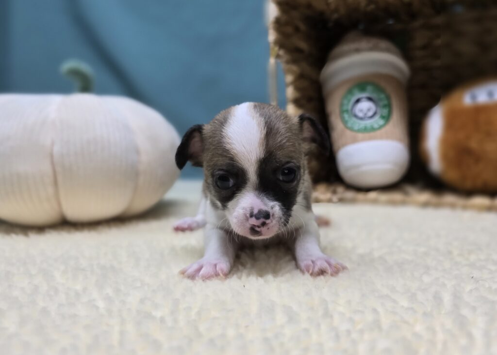 Sammy - Chihuahua - Image 3