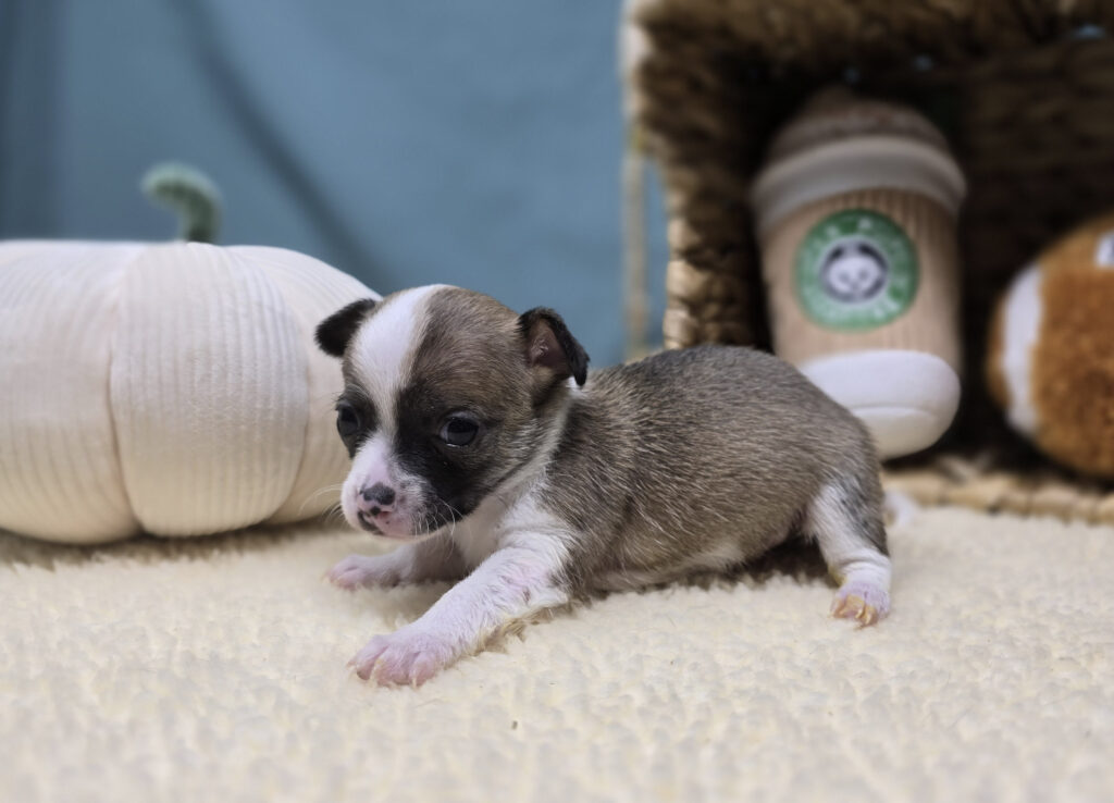 Sammy - Chihuahua - Image 2