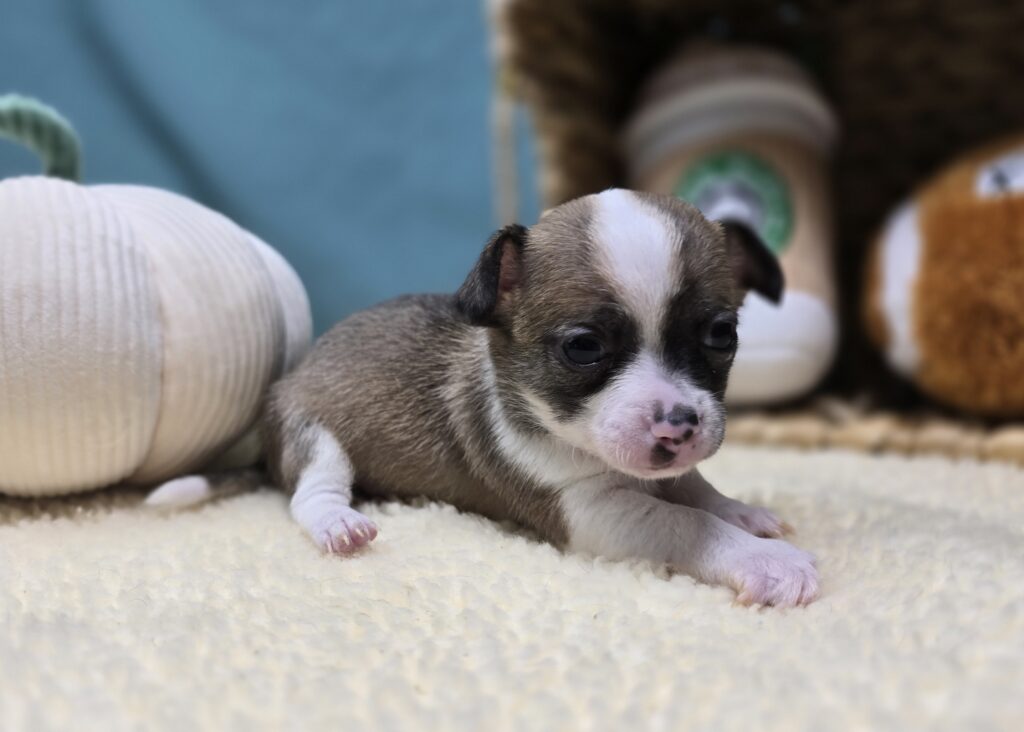 Sammy - Chihuahua - Image 6