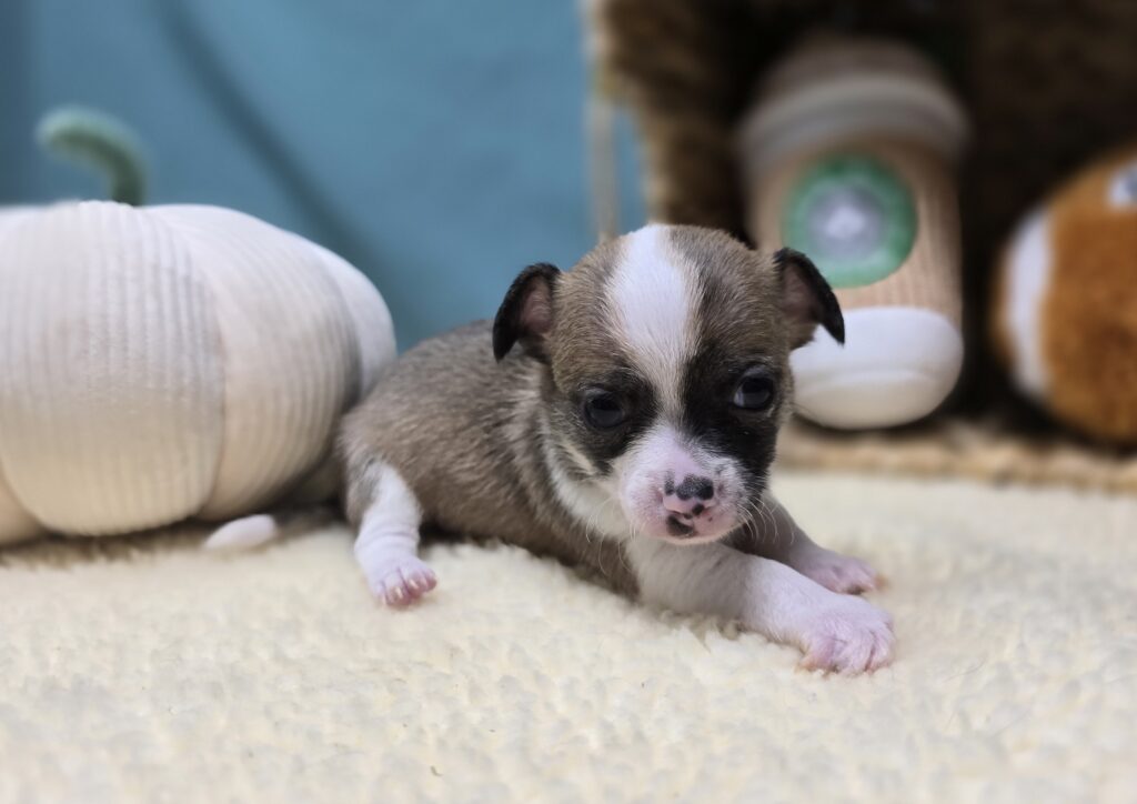 Sammy - Chihuahua - Image 5