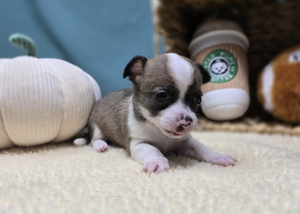 [#2529-01]  - Brown Sable M Chihuahua Puppies For Sale