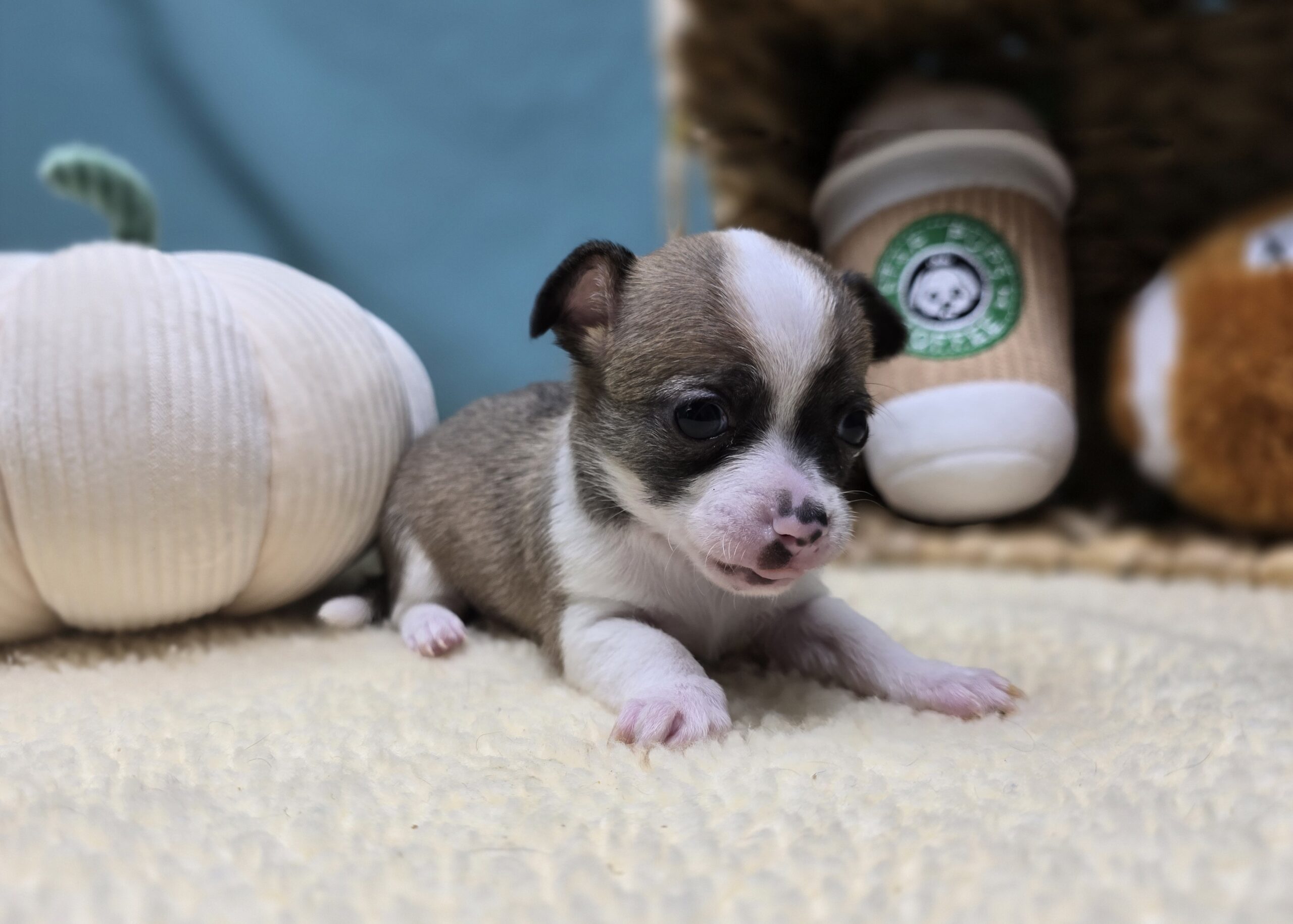 Chihuahua – 1185 – Sammy