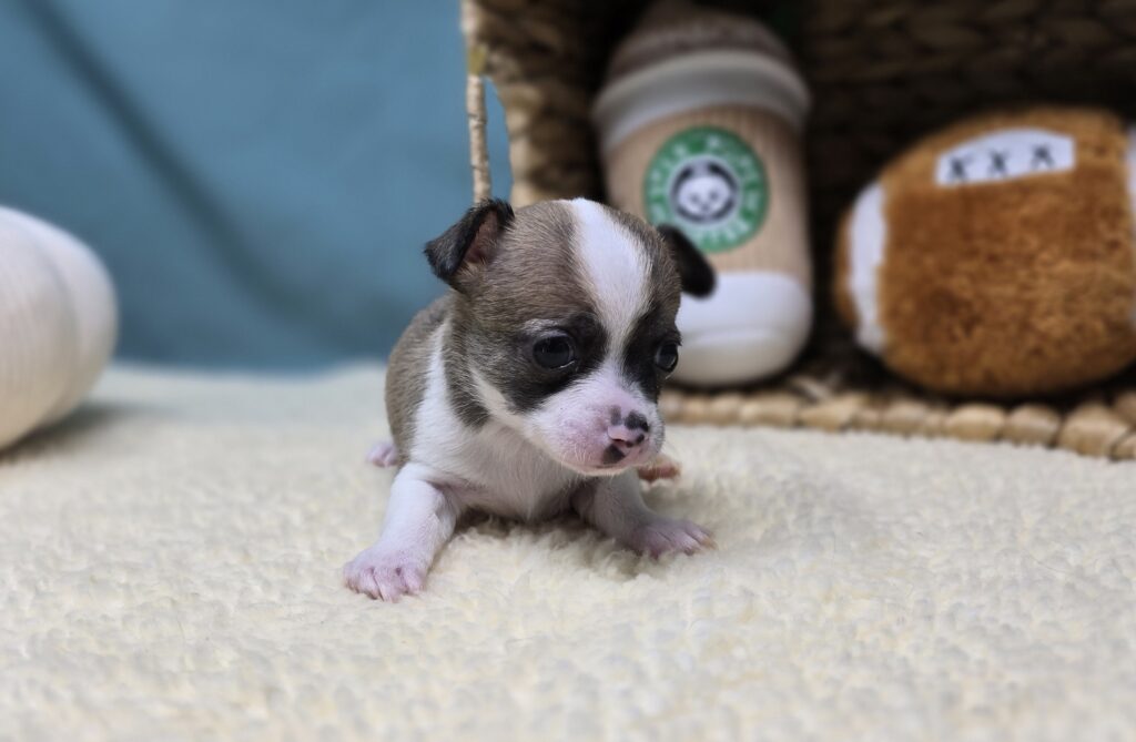 Sammy - Chihuahua - Image 4