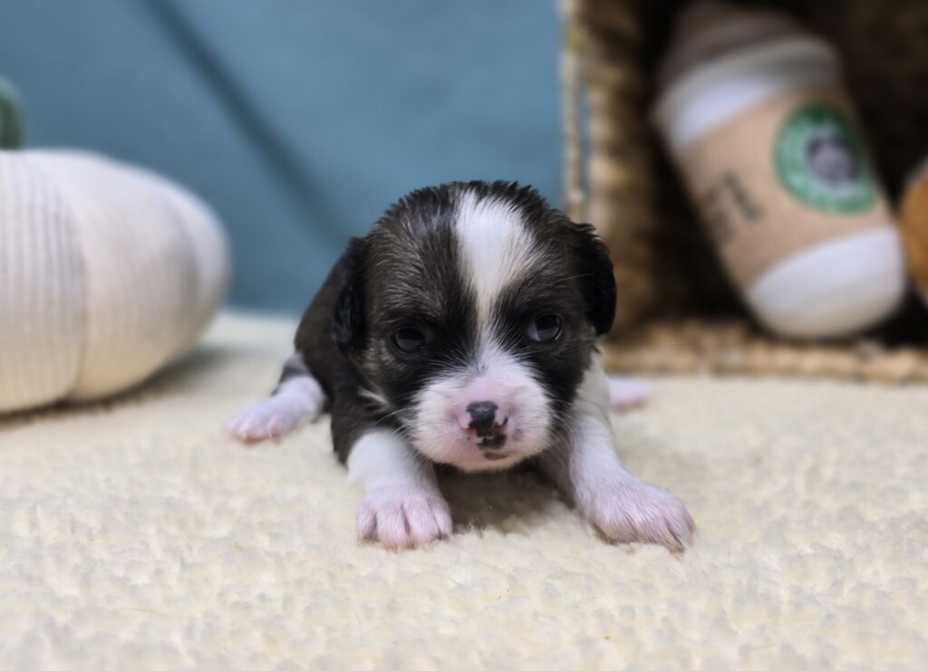 Koda - Chihuahua - Image 2