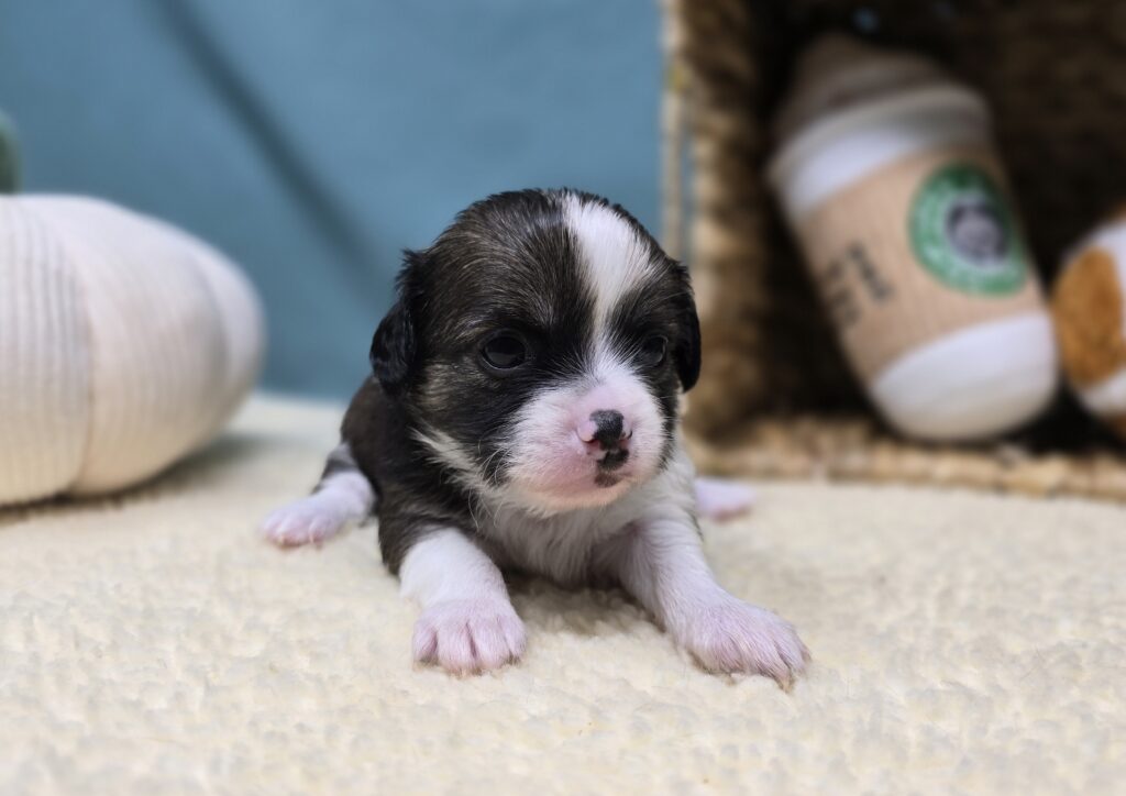 Koda - Chihuahua - Image 3