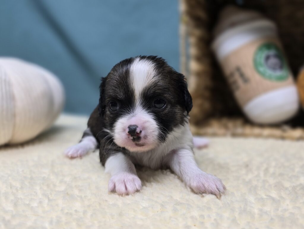 Koda - Chihuahua - Image 4