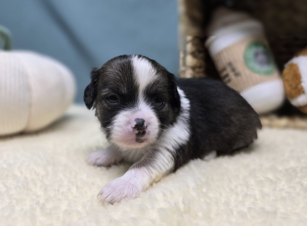 Koda - Chihuahua - Image 5