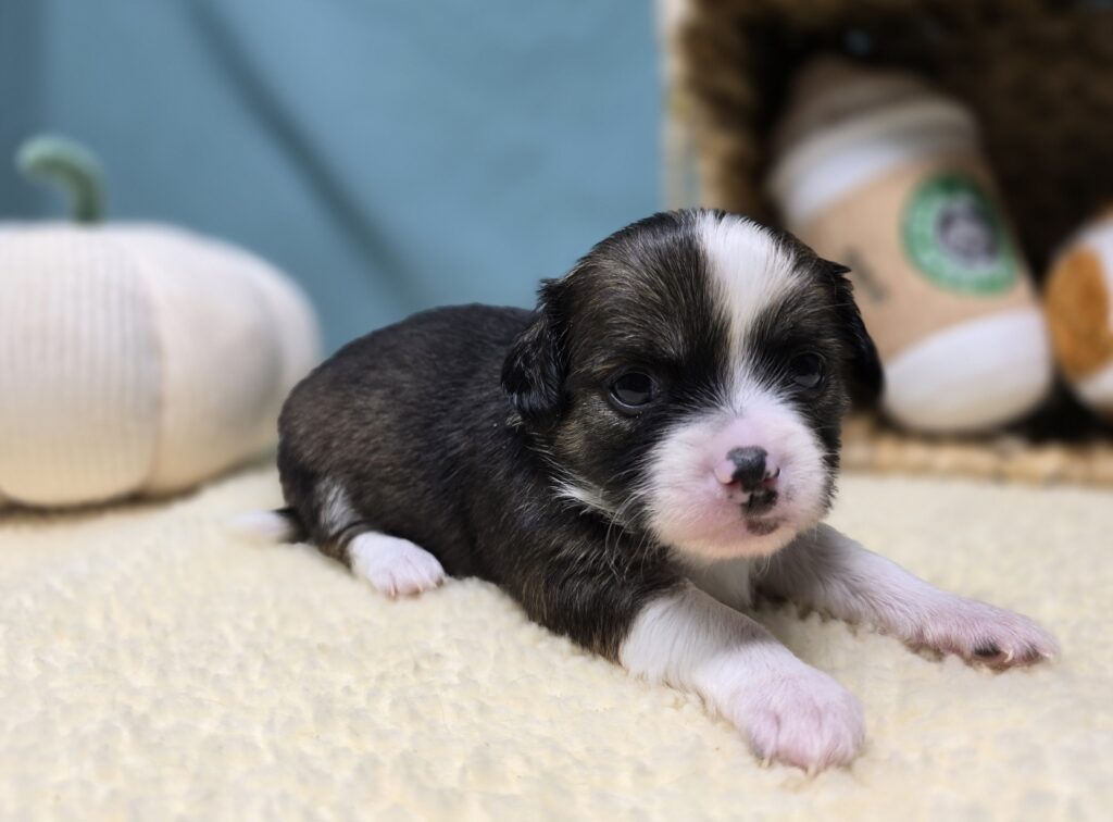 Koda - Chihuahua - Image 6