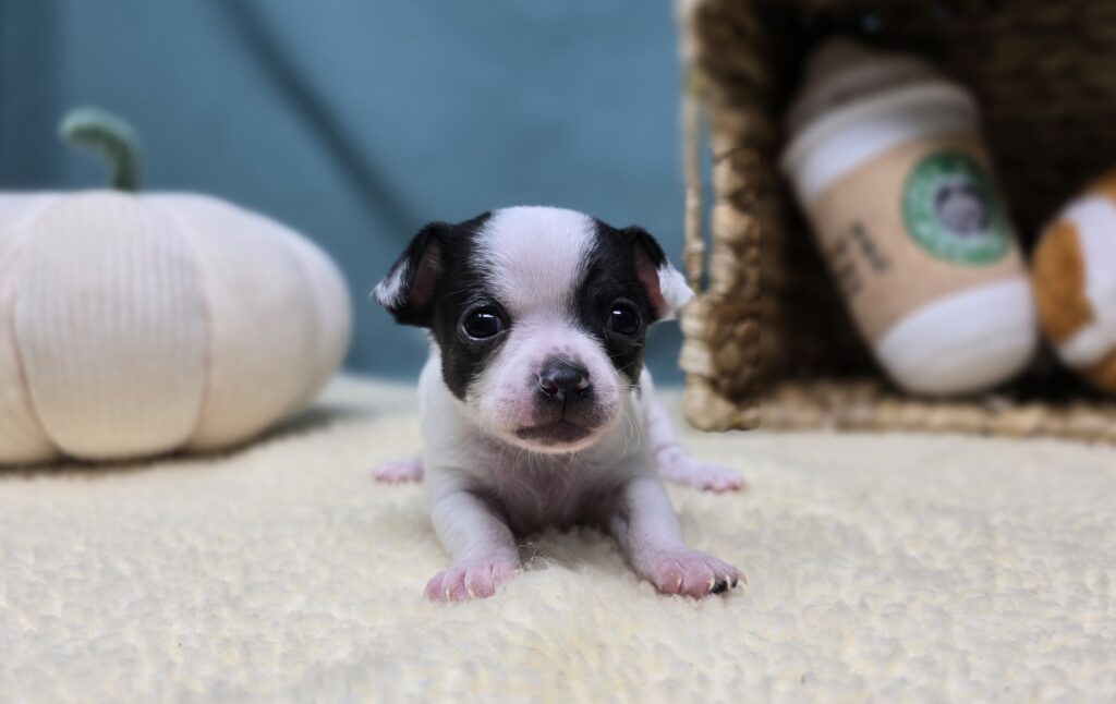 George - Chihuahua - Image 2