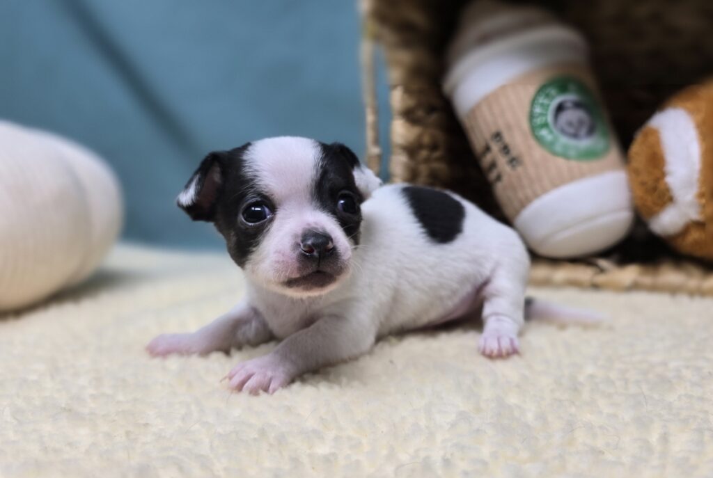 George - Chihuahua - Image 3