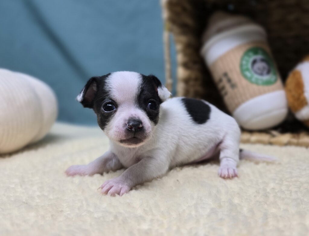 George - Chihuahua - Image 4