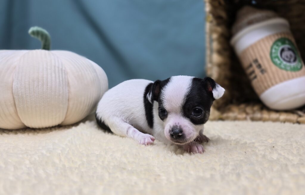 George - Chihuahua - Image 5