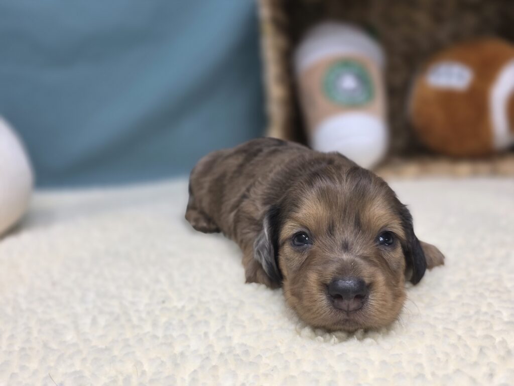 Benny - Dachshund - Image 2
