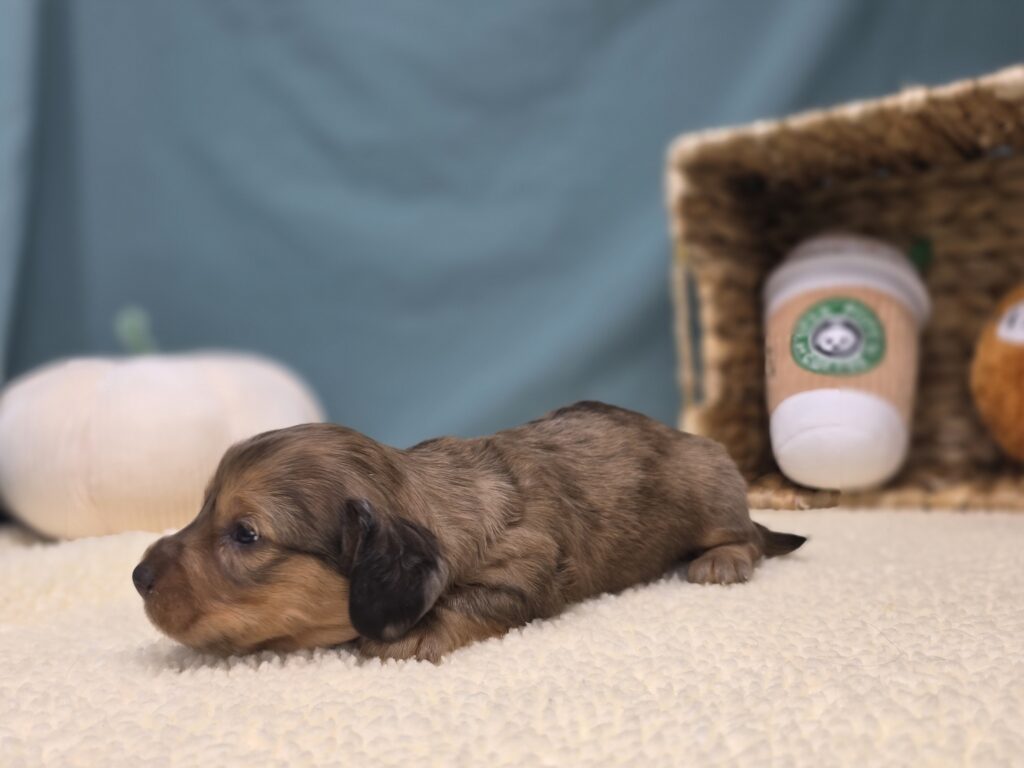 Benny - Dachshund - Image 3