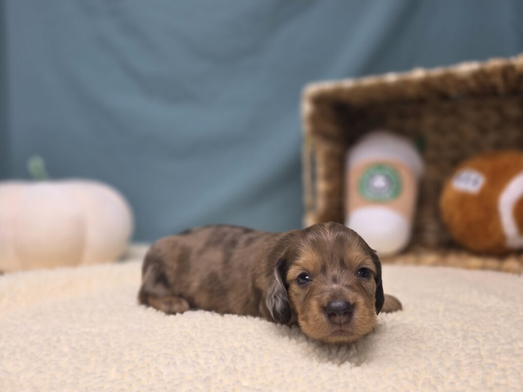 [#251040-01]  - Chocolate M Dachshund Puppies For Sale