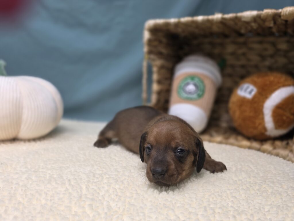 Maisie - Dachshund - Image 2