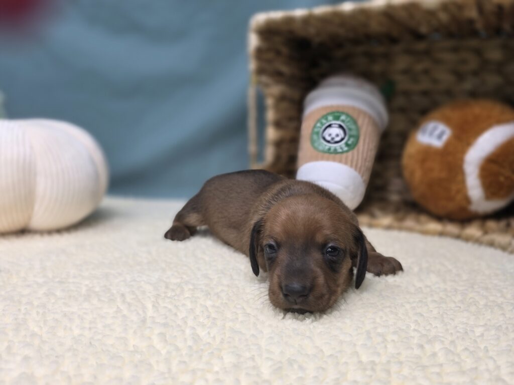 Maisie - Dachshund - Image 4