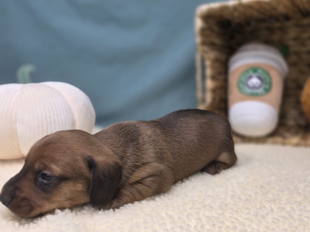Maisie - Dachshund - Image 3